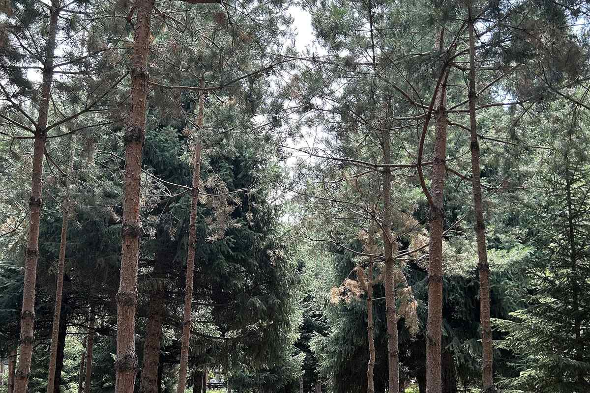 库尔德宁旅游攻略：雪岭云杉与最佳游览方式 配图