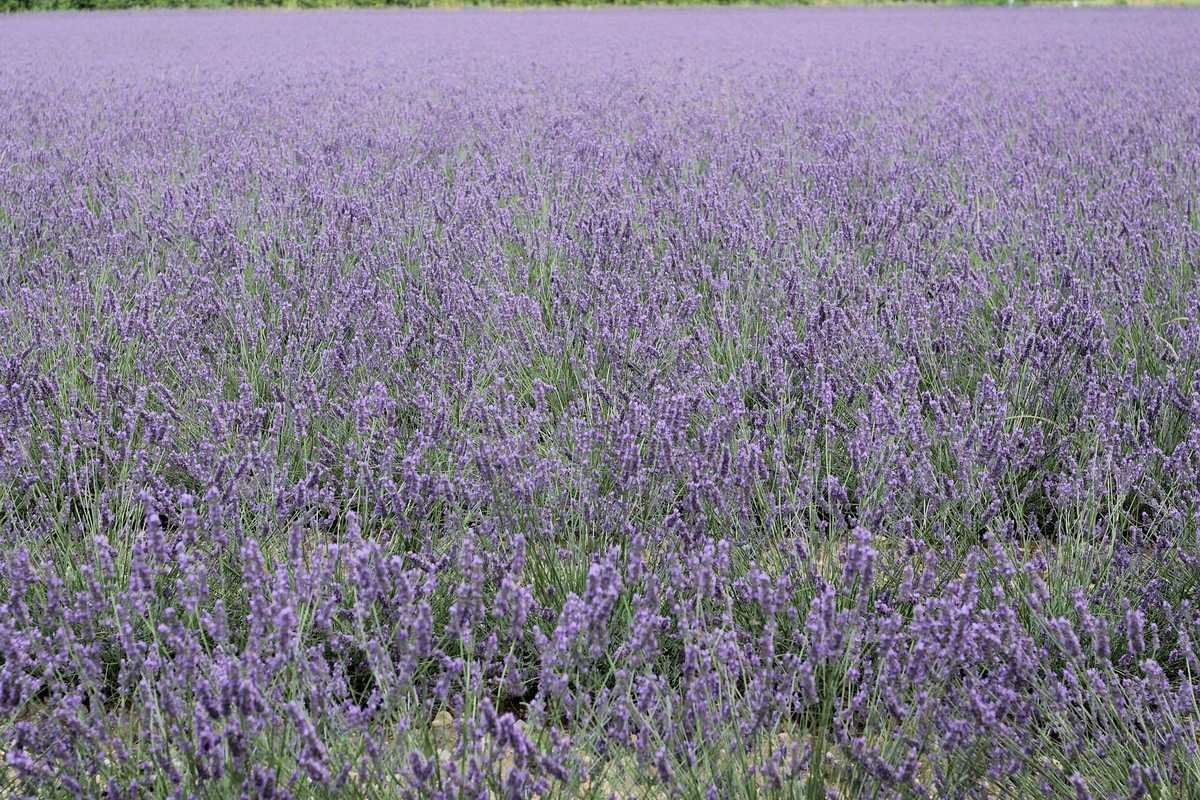 伊犁节庆活动：天马节、薰衣草节等什么时候办