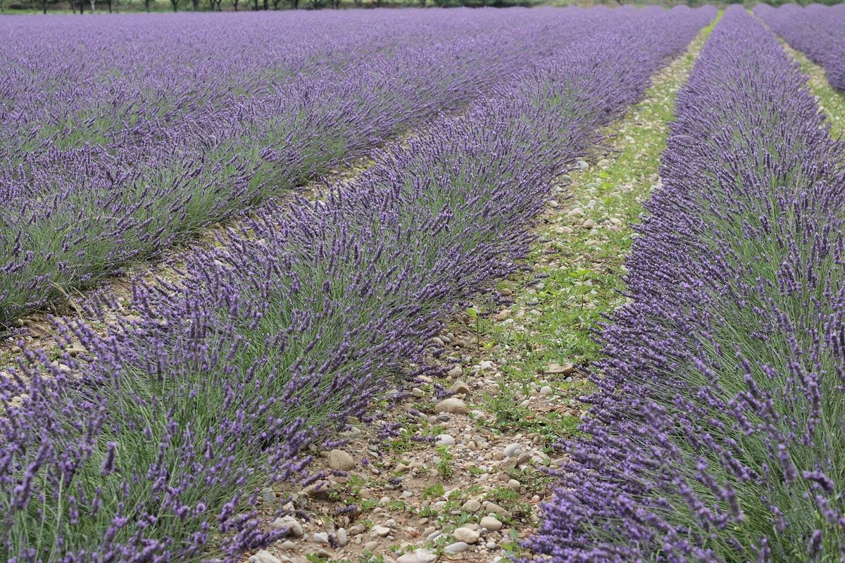 霍城薰衣草+惠远古城一日游：花期、路线与拍照时间