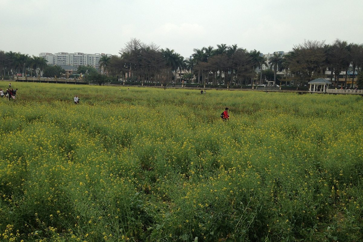 伊宁周边油菜花一日游：昭苏方向什么时候去